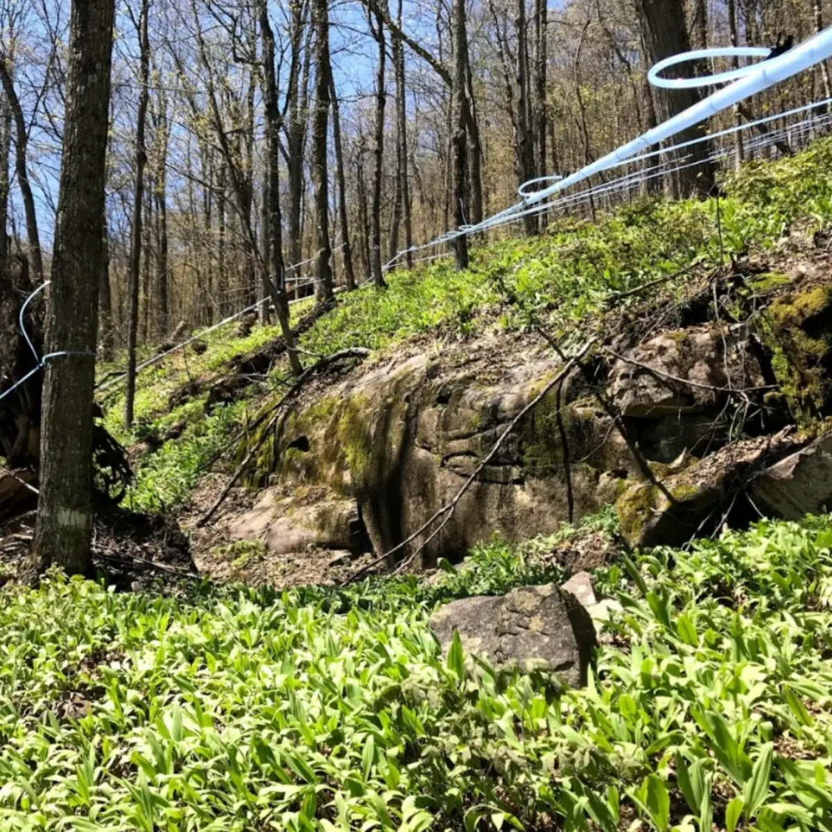 Tap lines running through the sugarbush in spring