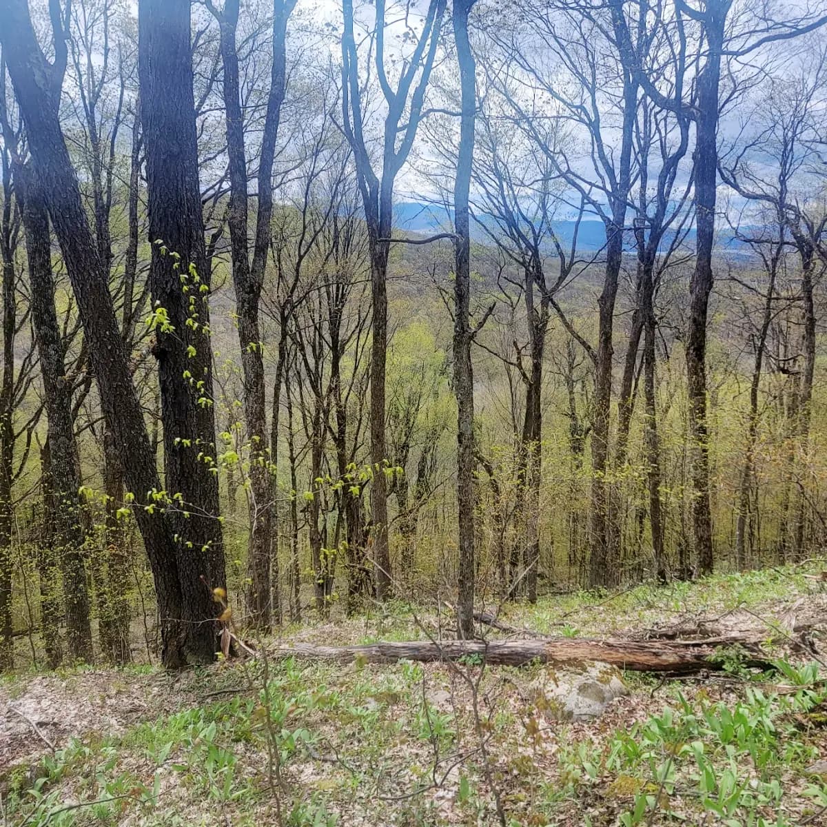 Maple forest in the Northeast in spring